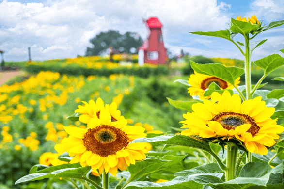 강주 해바라기 축제