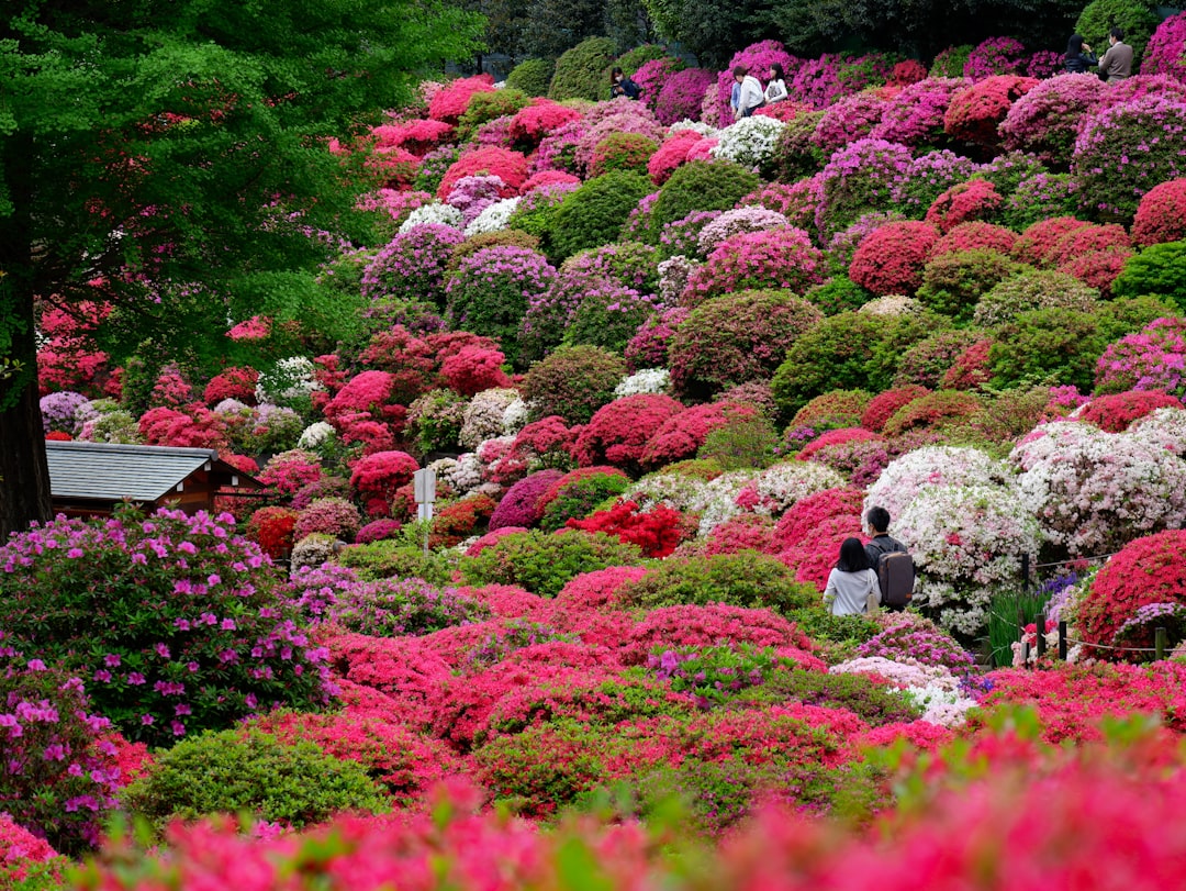 Azalea