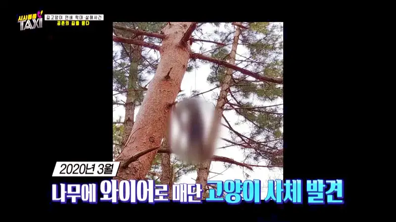 그알 그것이알고싶다 포항 고양이 연쇄 살해 사건 캣맘 불법 먹이 투기 행위 반대 캣 프레데터 강력 살인 범죄 징조 사례 1318회