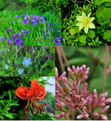 코스8-황매산-식물원