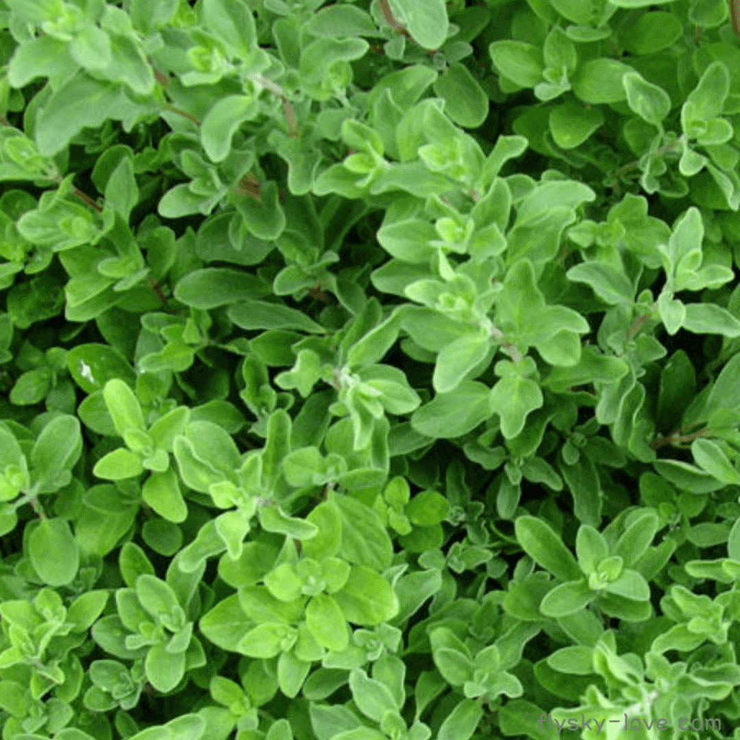 마조람 (Marjoram)
