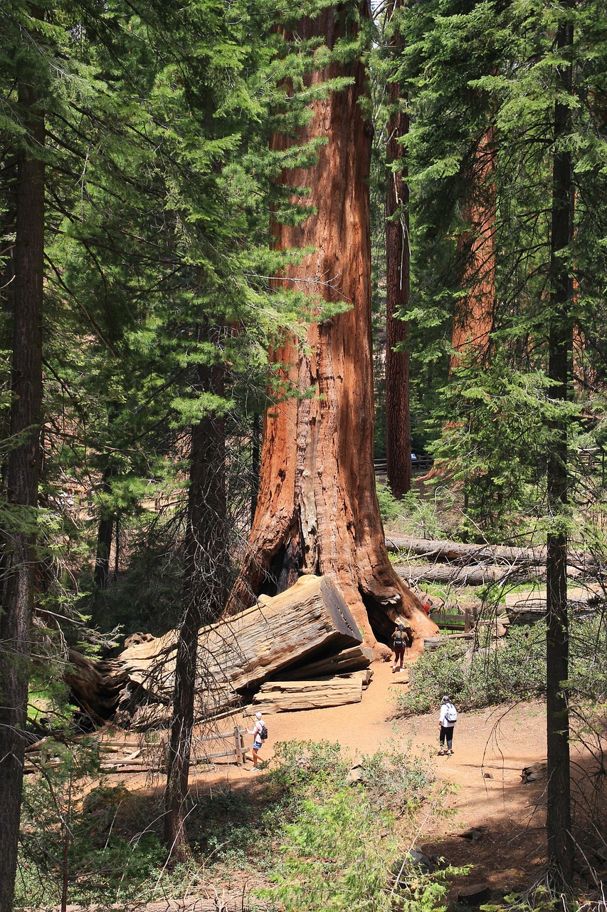 거대한 세쿼이아