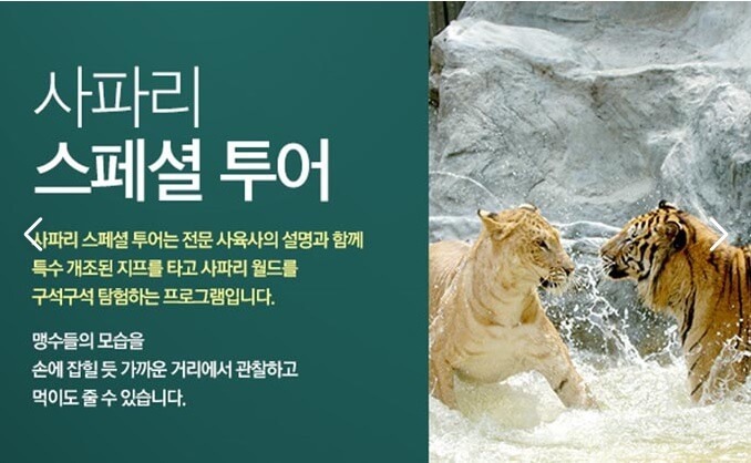 사파리-스페셜-투어