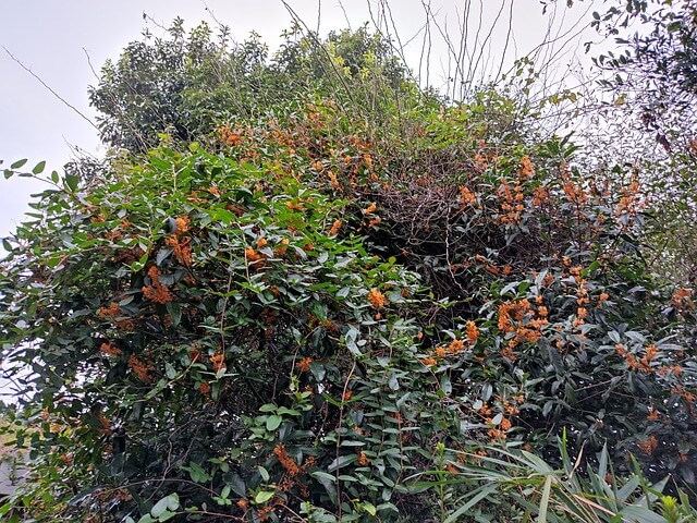 금목서 은목서 묘목 키우기 삽목 방법