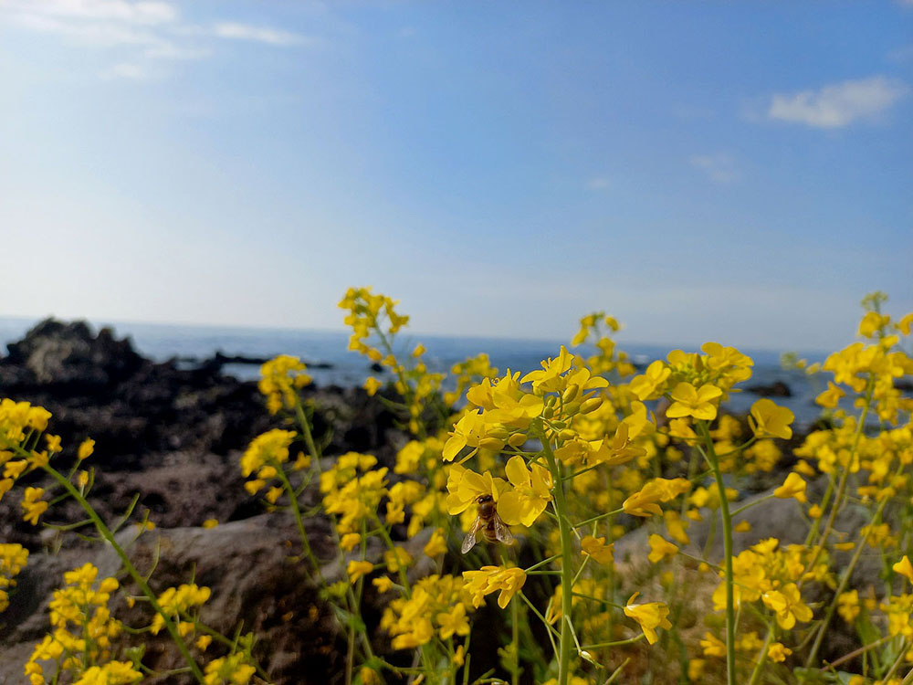 서귀포 바닷가 유채꽃(Rapeseed)