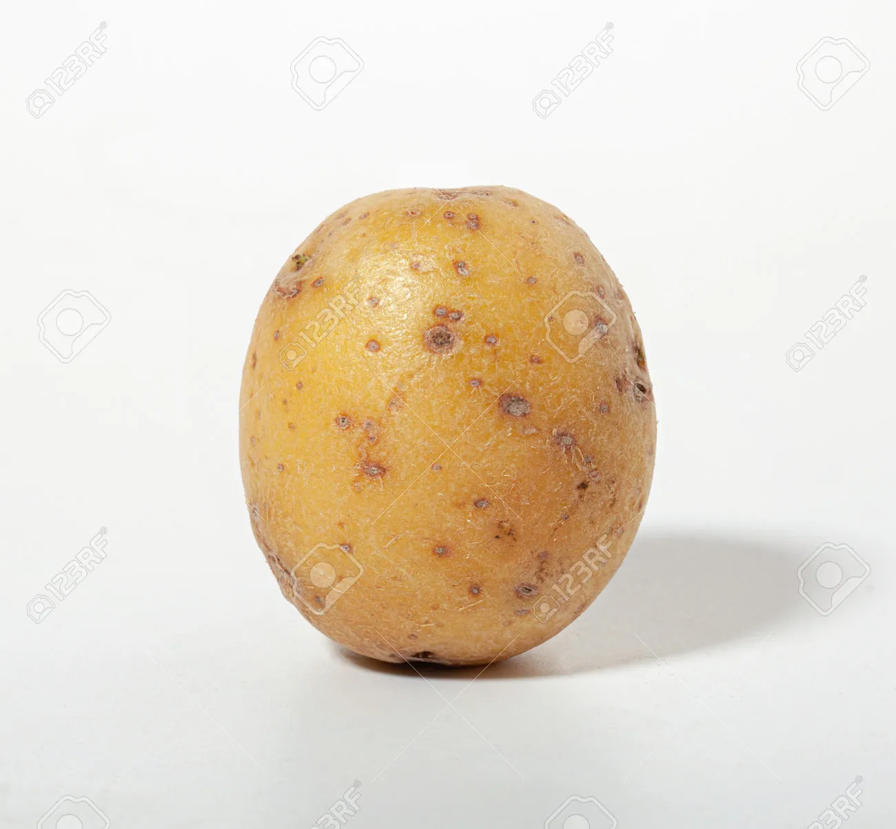 감자 심는 시기 재배 방법_7