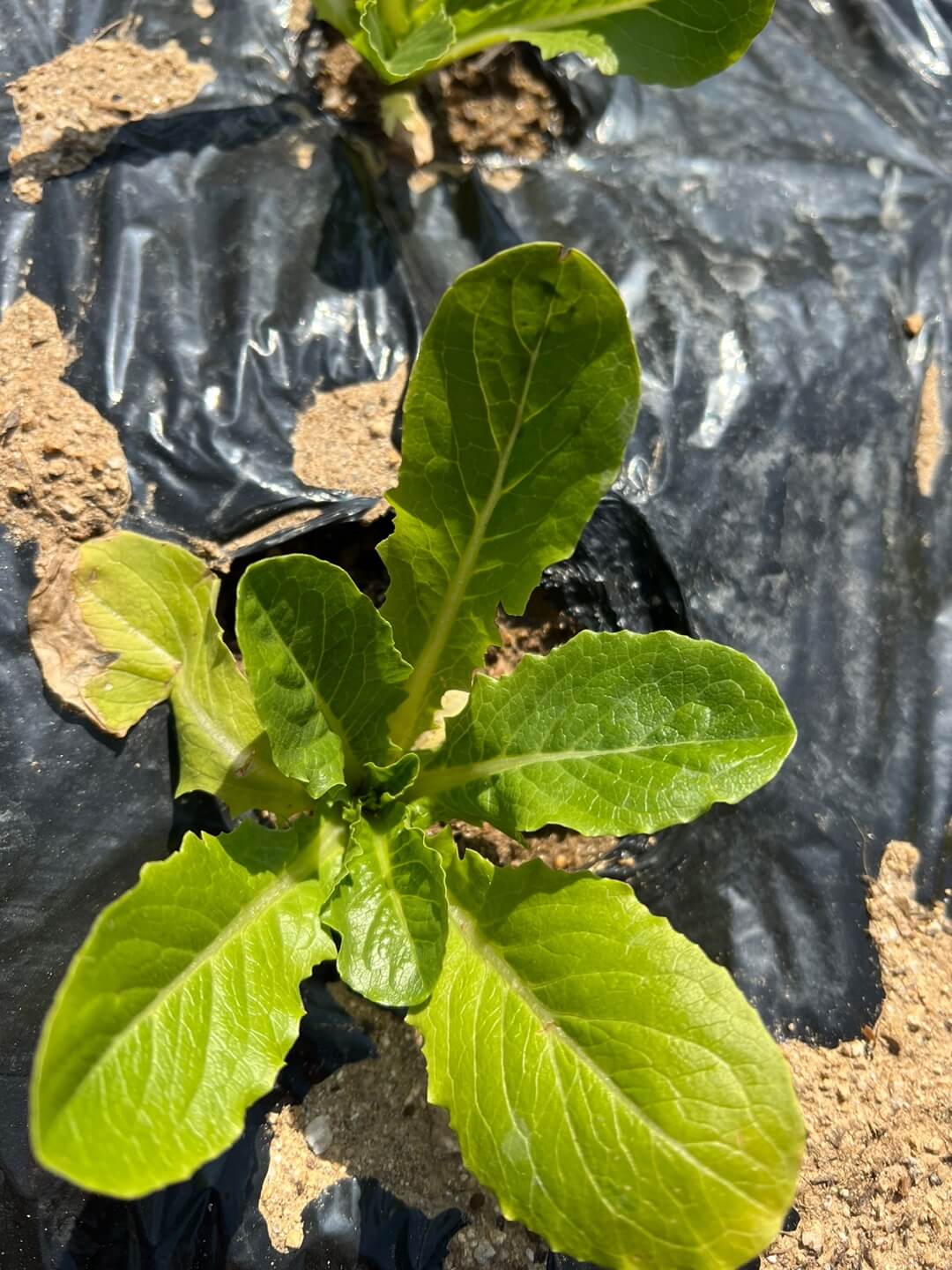 쌈채소 파종 1주일 뒤