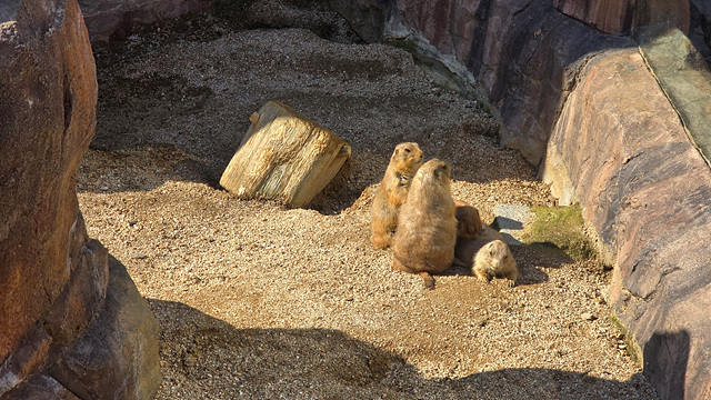 순천만국가정원 어린이 동물원 서문 순천여행 24년 11월 사진
