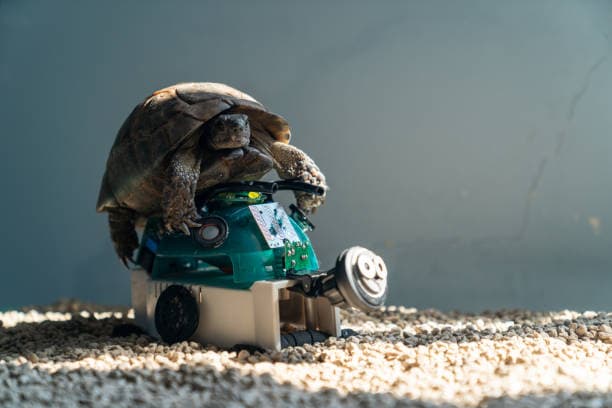 현대인이 사랑하는 반려동물 TOP10, 이유는?