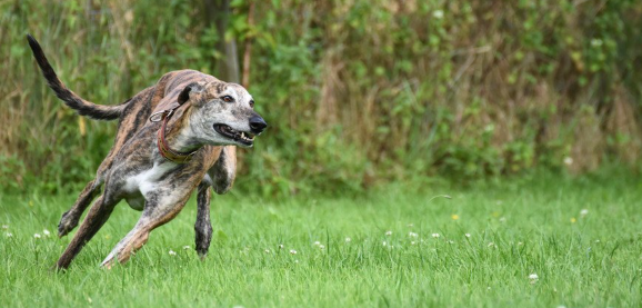 달리는 그레이하운드.