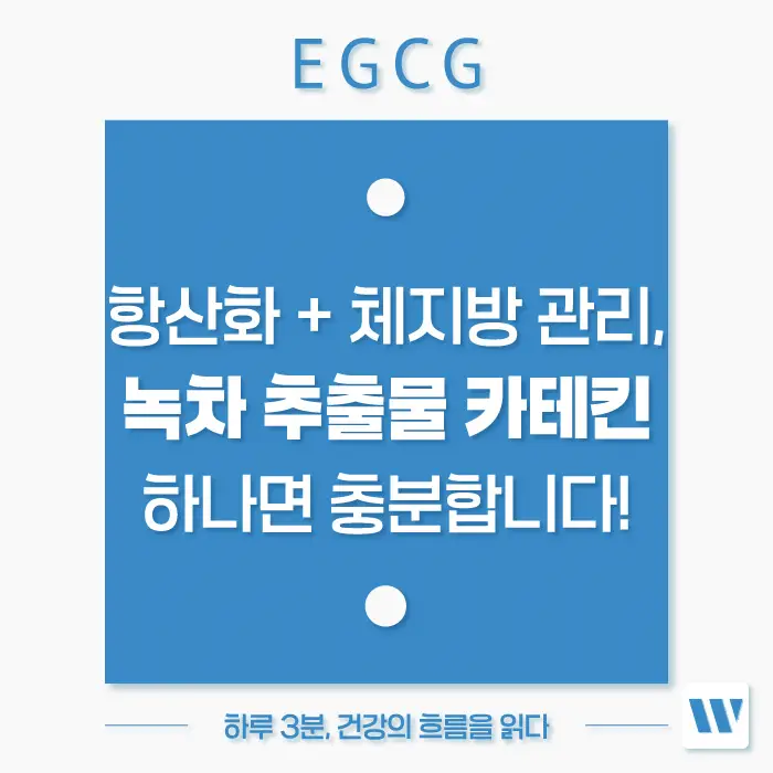 녹차 추출물 카테킨 EGCG 효능, 복용방법, 주의사항