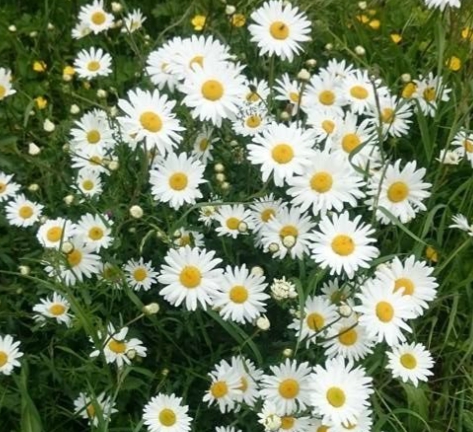 가을에 피는 꽃 종류 구절초