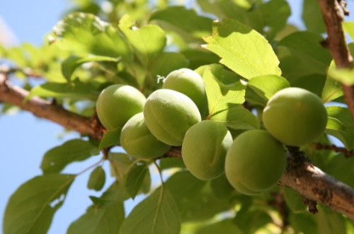 목감기에 좋은 과일 8가지