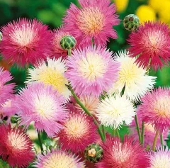 가을에 피는 꽃 수레국화