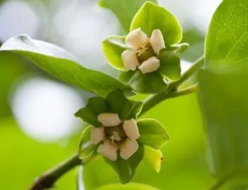 태추단감 가격&amp;#44; 효능과 영양성분