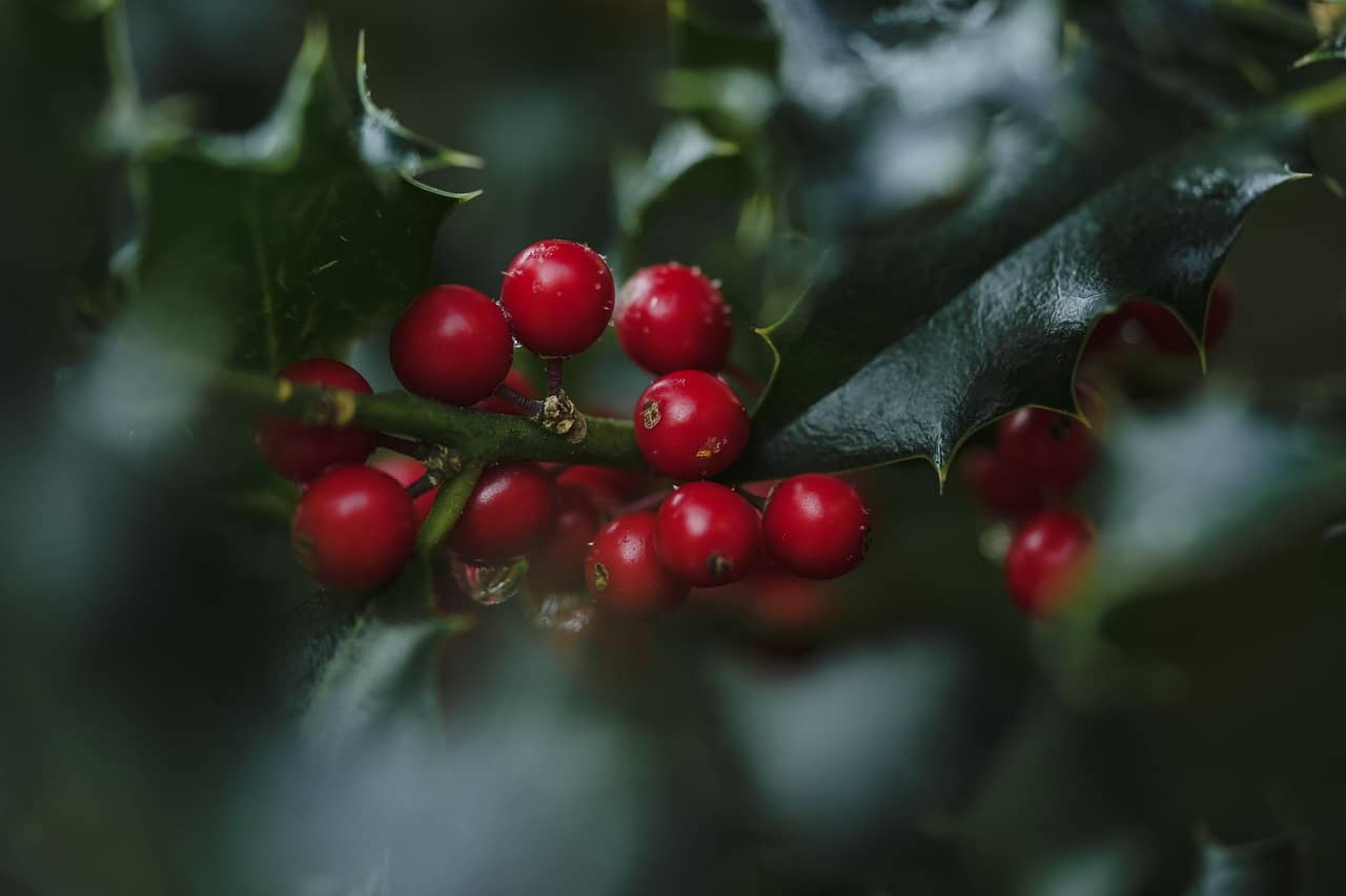 맛의 지리학이 깃든 열매, 산성 페퍼베리의 신화