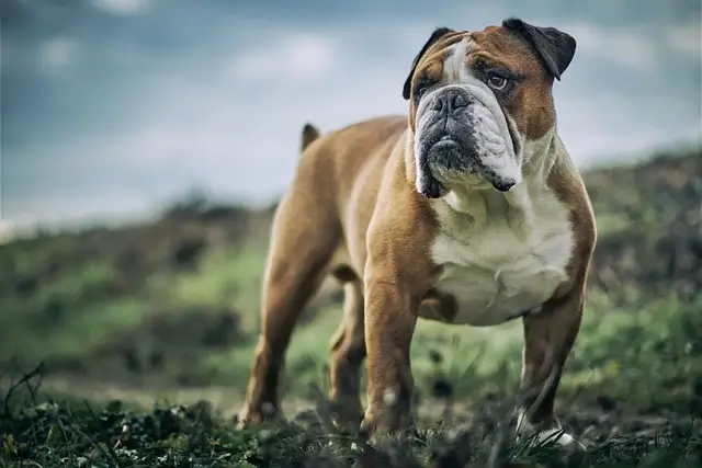 반려동물을 키우면서 자연스럽게 달라진 소비 습관