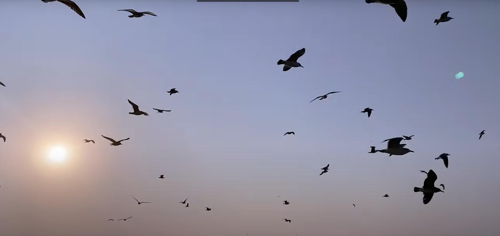 조류독감 설명을 위한 날아가는 새떼 장면