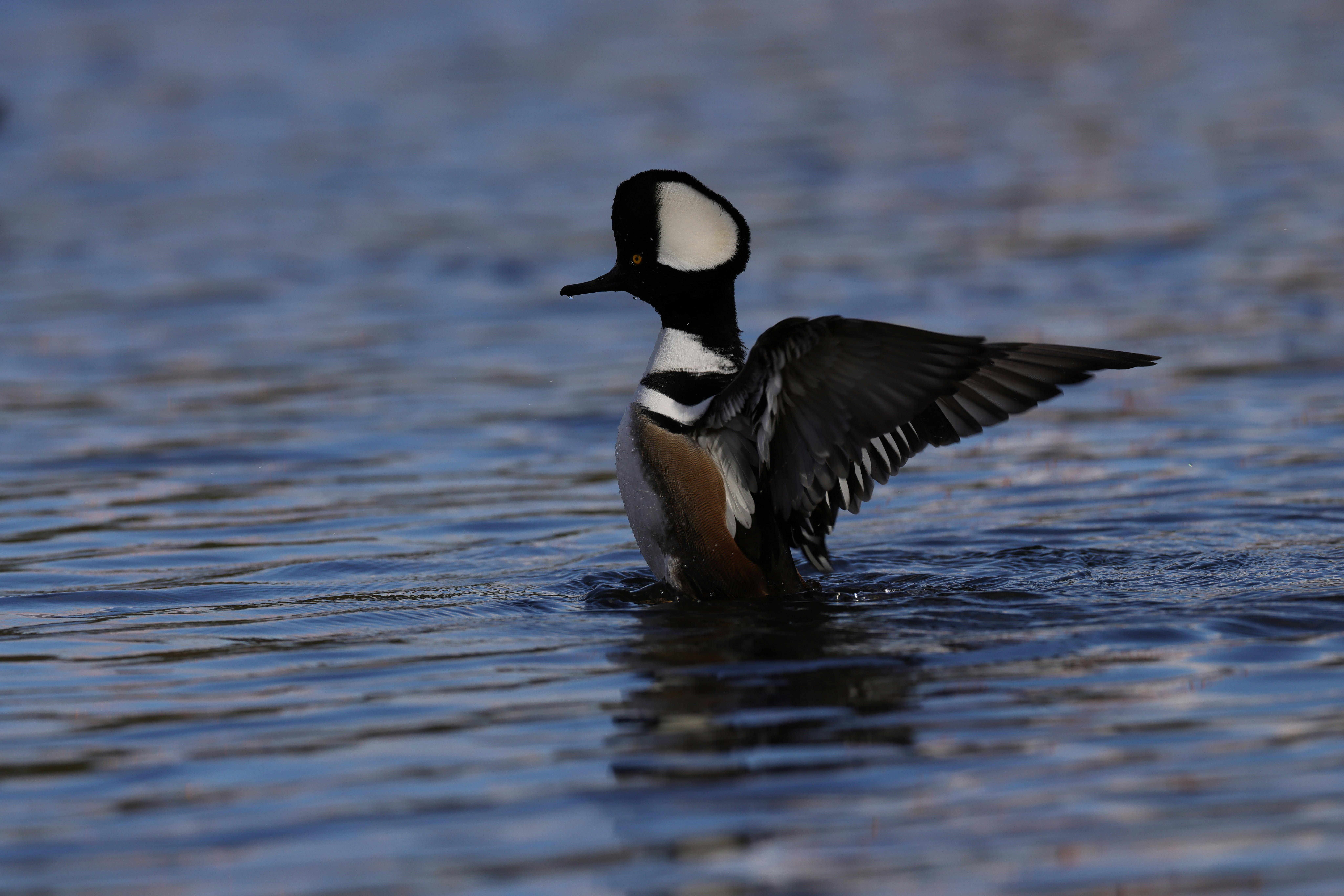 강아지가 스스로 물에 뛰어드는을 상징하는 이미지