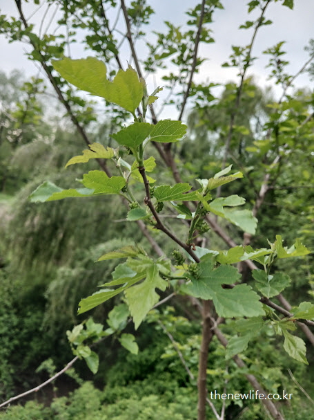 루틴이 풍부한 뽕잎 – 콜레스테롤 수치와 혈압 조절에 도움을 주는 뽕잎 효능 이미지