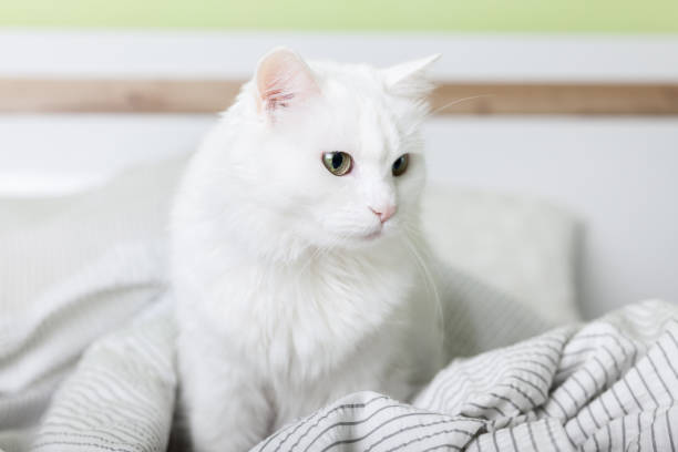 조용하고 차분한 고양이