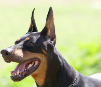 용감한 도베르만