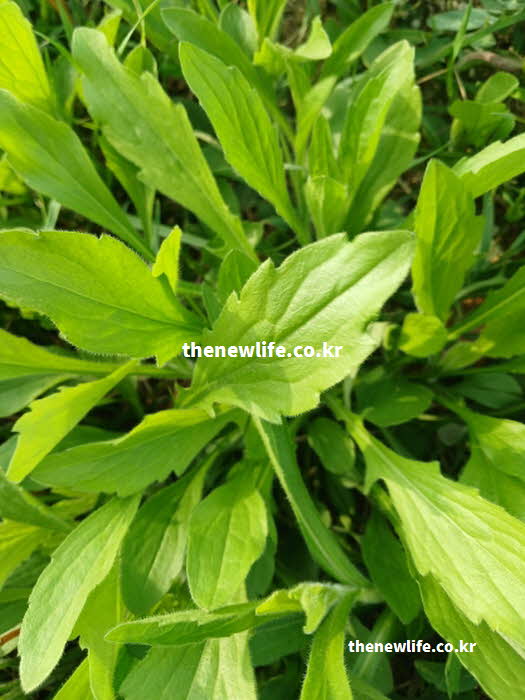 망초대 효능 간 보호 루테올린