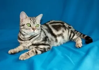 아메리칸숏헤어 고양이 유전병 털빠짐 가격 특징_7