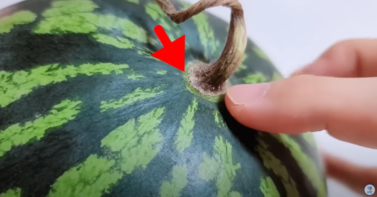 꼭지가 움푹 파인 수박