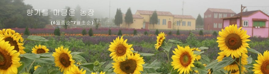 고성 하늬라벤더팜