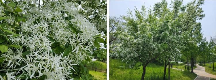 이팝나무-꽃-피는시기-개화시기-꽃말-생육특성-용도-병충해-방제