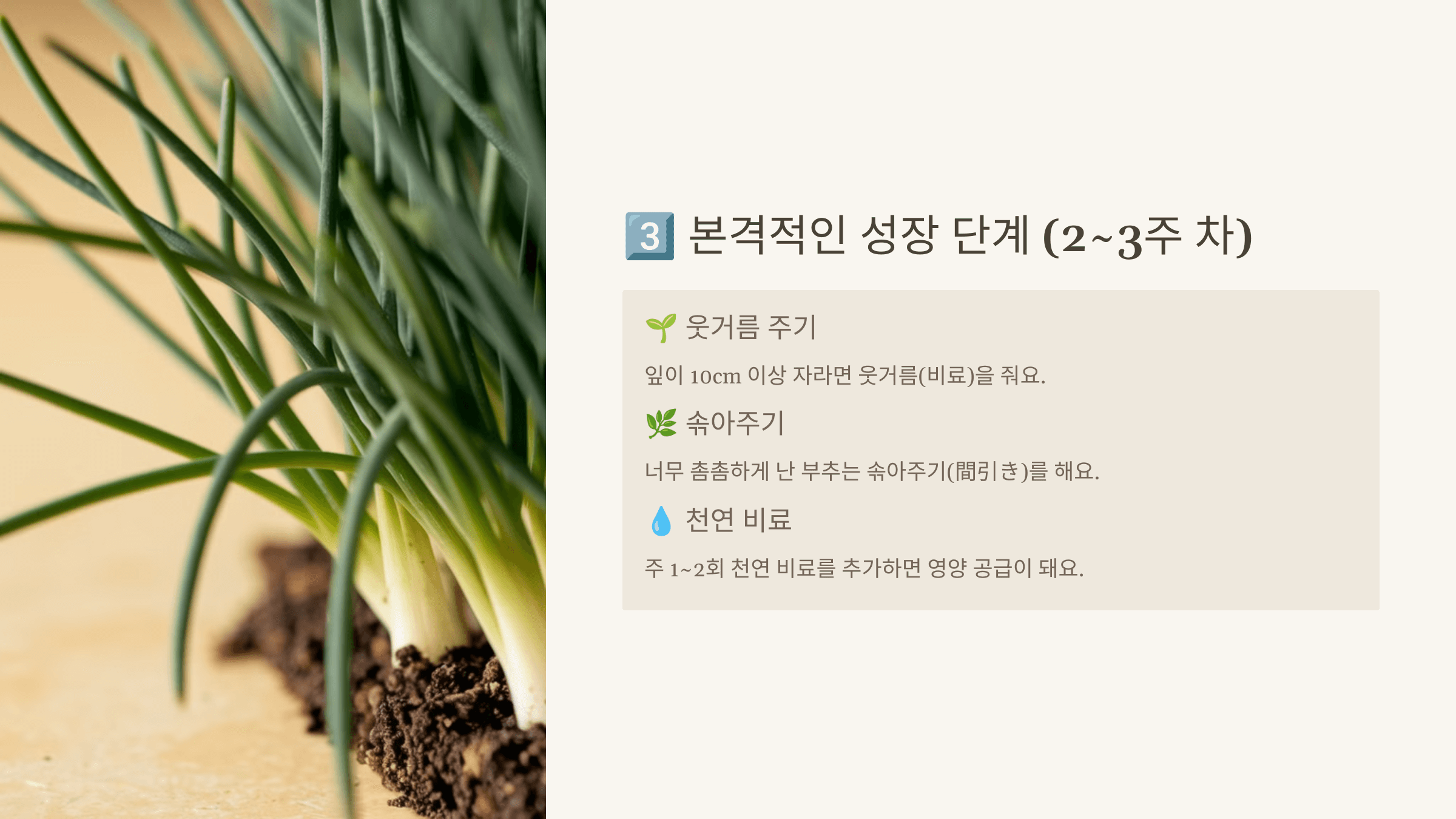 본격적인 성장 단계 (2~3주 차)