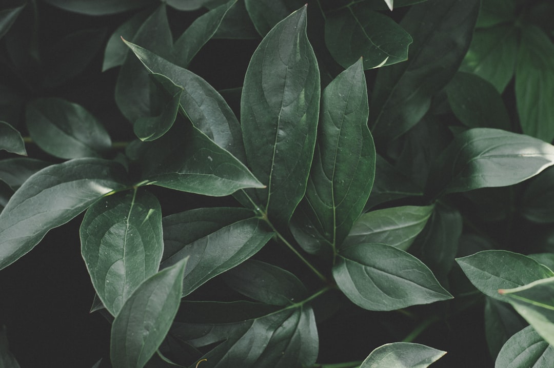 foliage