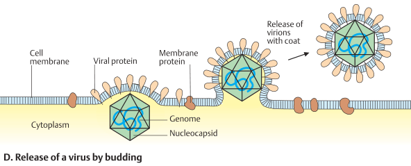 바이러스막에 쌓여 탈출하는 바이러스