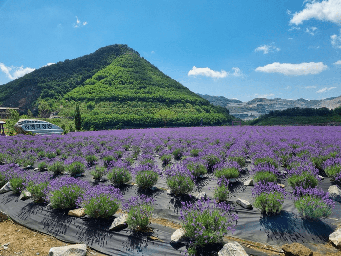 2024 무릉별유천지 라벤더축제