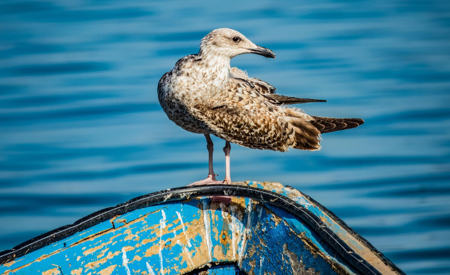 사춘기 학부모 필수 상담 도구 안내 (자존감, 감정, 진로), 홀로 바다 위 뱃머리에 서 있는 새 사진