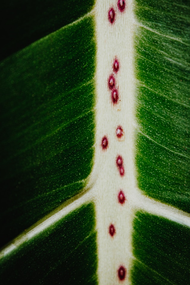 식물 병원균 진균의 방제 전략