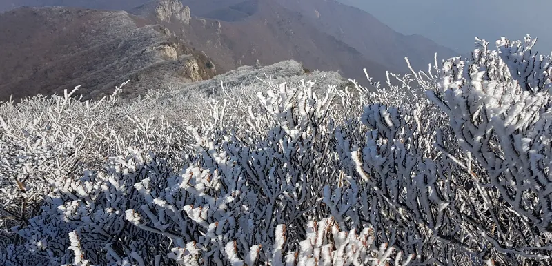울산 가지산 설경