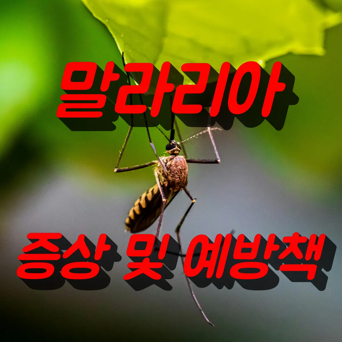 말라리아 증상 및 예방 방법