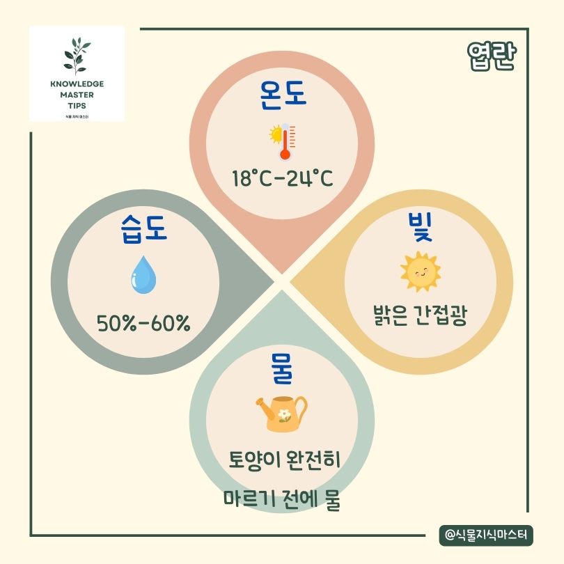엽란 키우기 기본 관리 방법