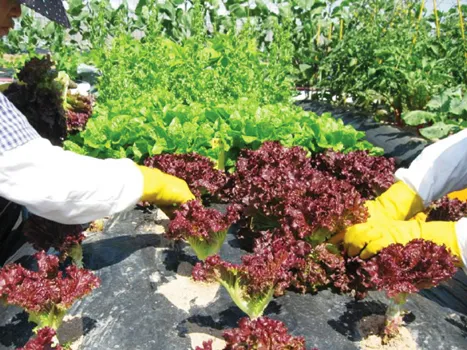 상추 재배 모종활착 일조량 관리 잎따기 방법_3