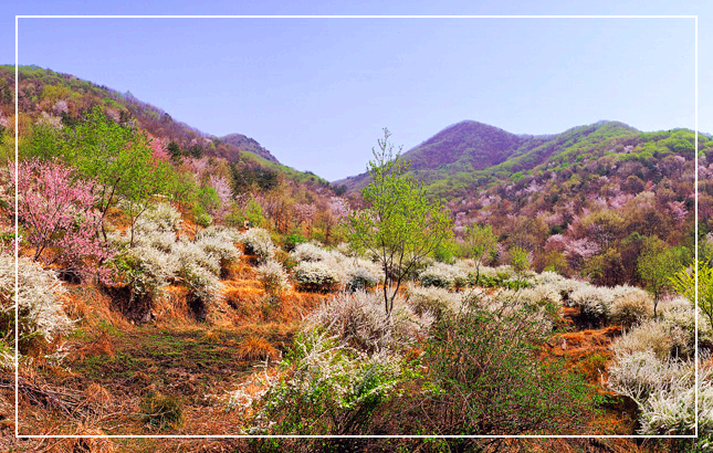 금산 보곡산 산벚꽃 축제
