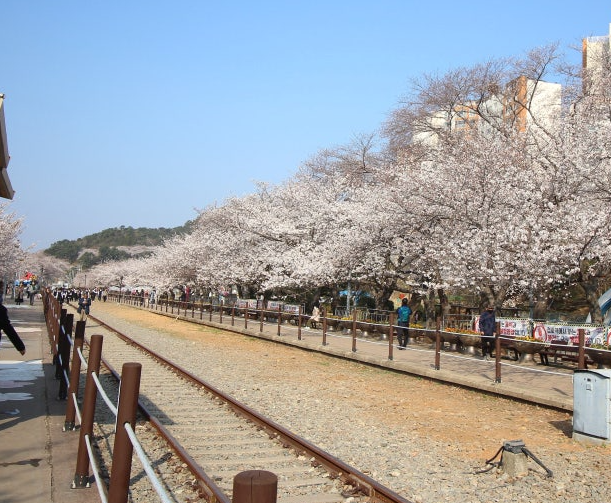 진해 군항제 벚꽃길