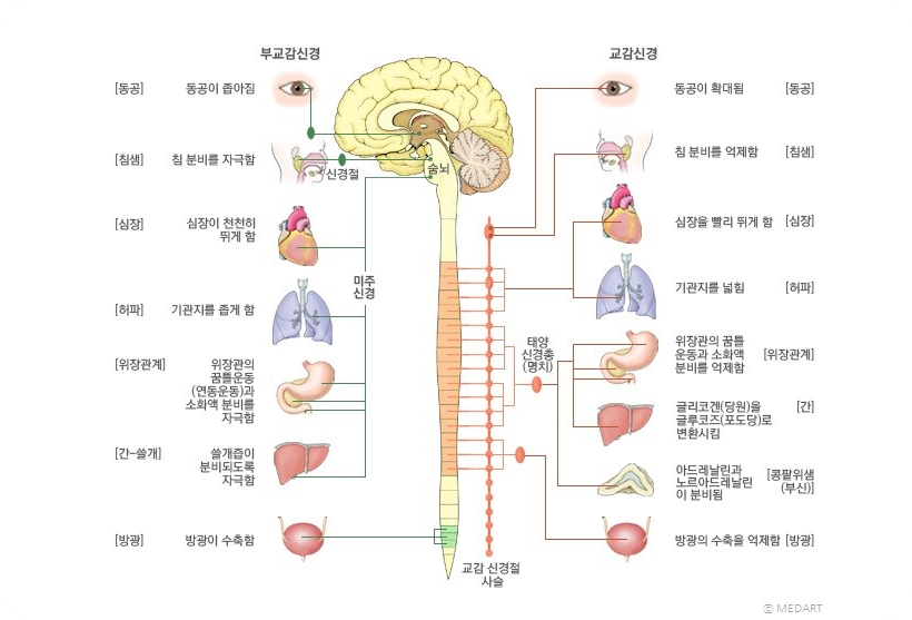 교감신경계와 부교감신경계
