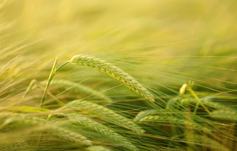 심혈관에 좋은 식이섬유 풍부한 보리