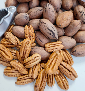 고흥석류피칸농장 피칸