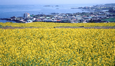 제주도 항공권 최저가 예약 5분 안에 끝내기