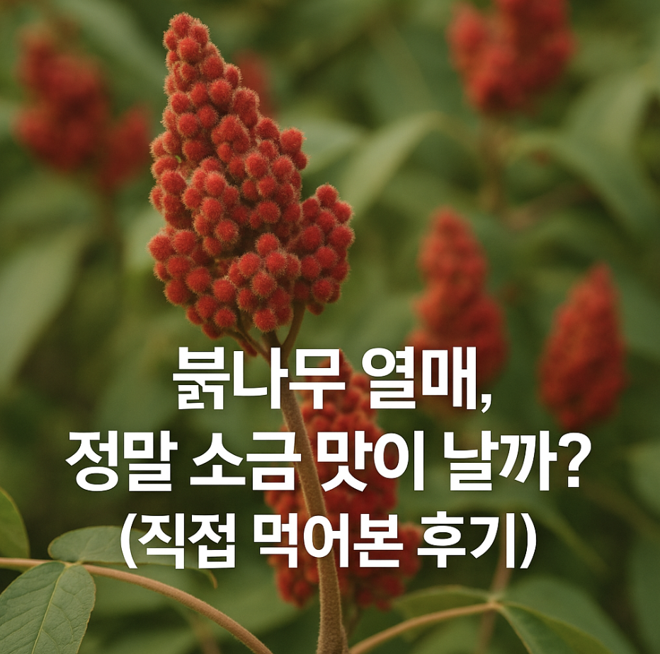 붉나무 열매, 정말 소금 맛이 날까? (직접 먹어본 후기)