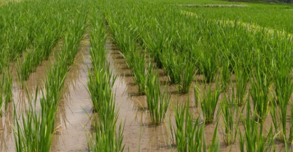 공익직불금 신청