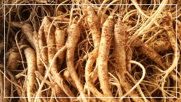 천식에 좋은 음식 - 도라지